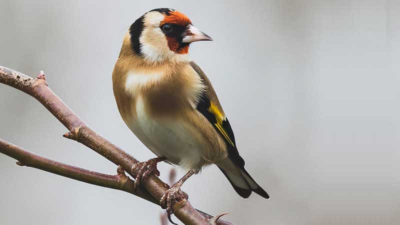 Stop al traffico di fauna selvatica: migliaia di volatili liberati nei Pantani Cuba e Longarini