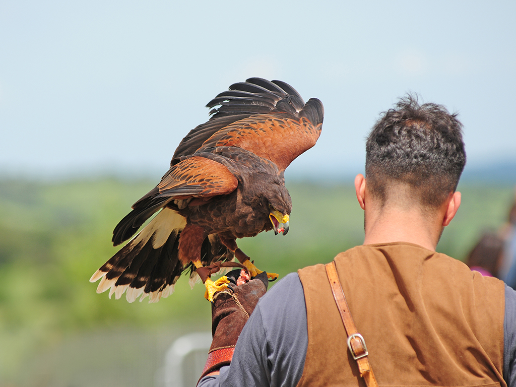 La nobile arte della falconeria nei giardini di Palazzo Bonelli-Patanè a Scicli