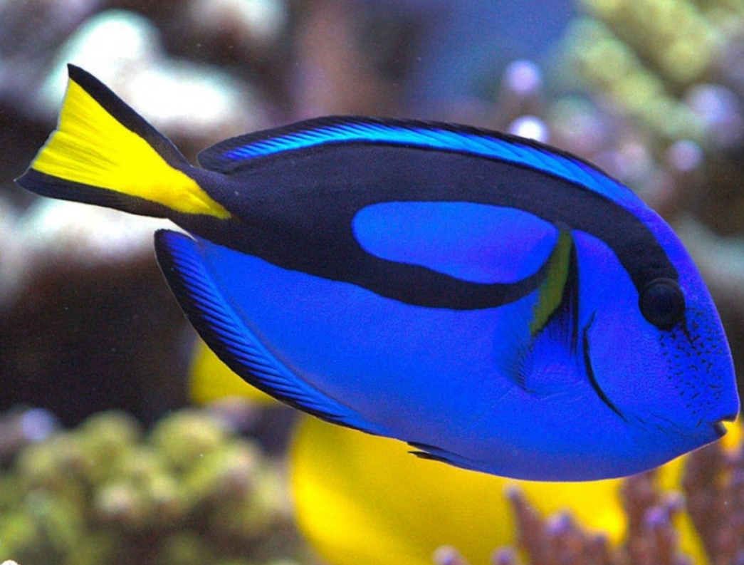 A Ragusa nuova specie aliena: pesce chirurgo originario dell’Indopacifico, è stato segnalato per la prima volta in acque italiane