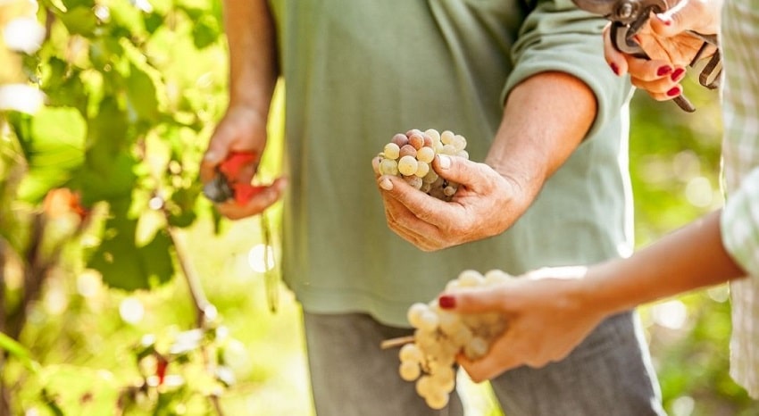 Storie di Sicilia: la vendemmia, un rito antico. Correva l’anno 1967