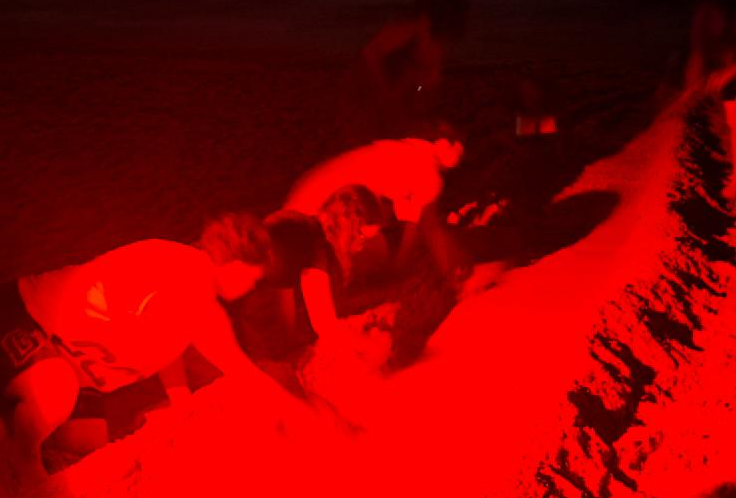 Tartarughine nate all’ombra dell’eclissi di luna: è accaduto a Bruca