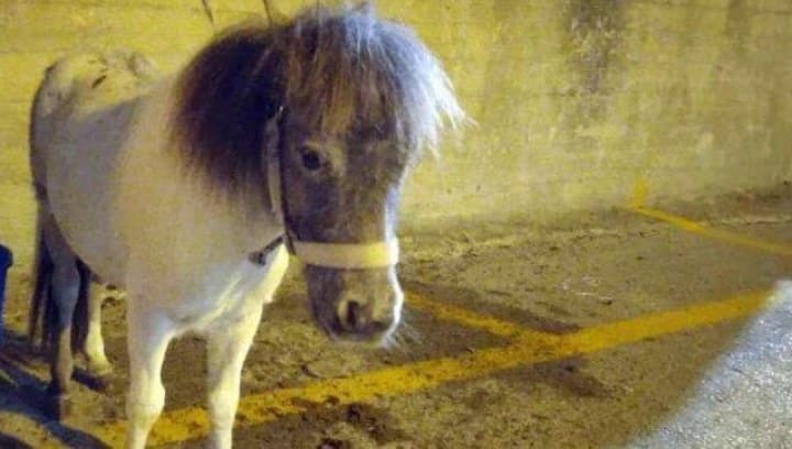 Condannato a un anno e mezzo per la morte della pony, trascinata ad Acate