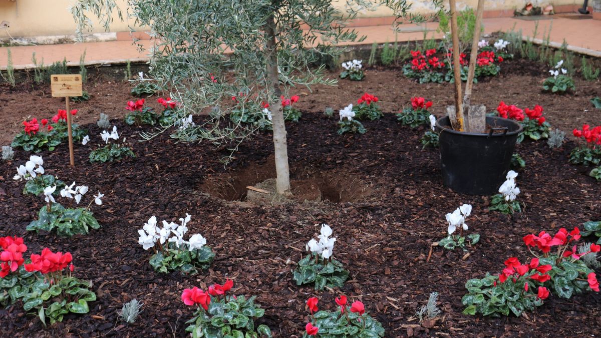Un ulivo per ricominciare: la Sicilia celebra la Festa dell’Albero negli istituti penali minorili