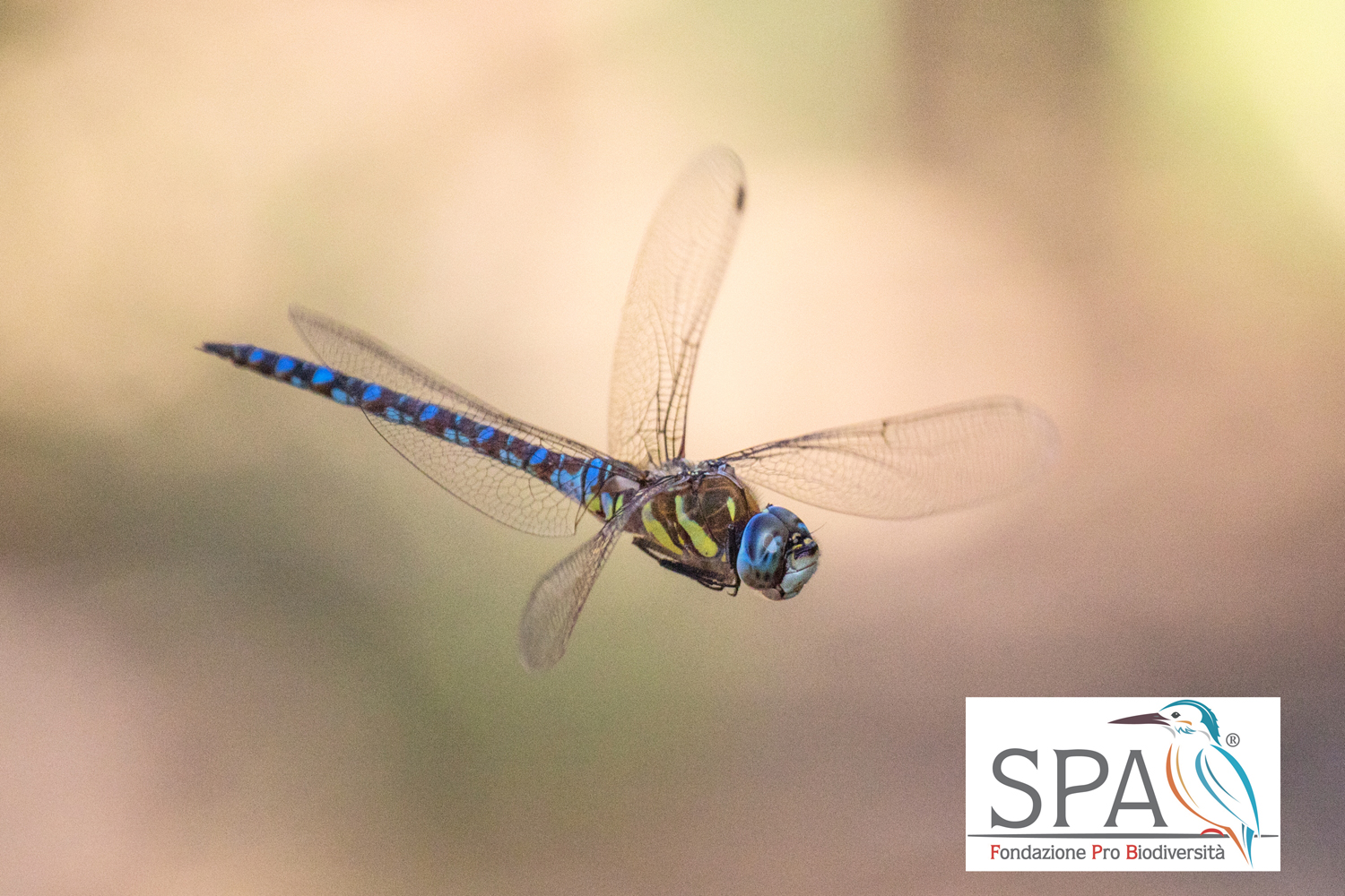 Specie rare in Sicilia: Pantani Cuba e Longarini accolgono rapaci e libellule