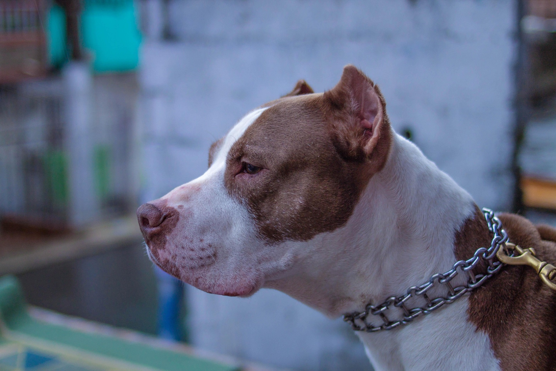 Agricoltore aggredito da due pittbull a Pedalino: il proprietario dei cani denunciato a piede libero