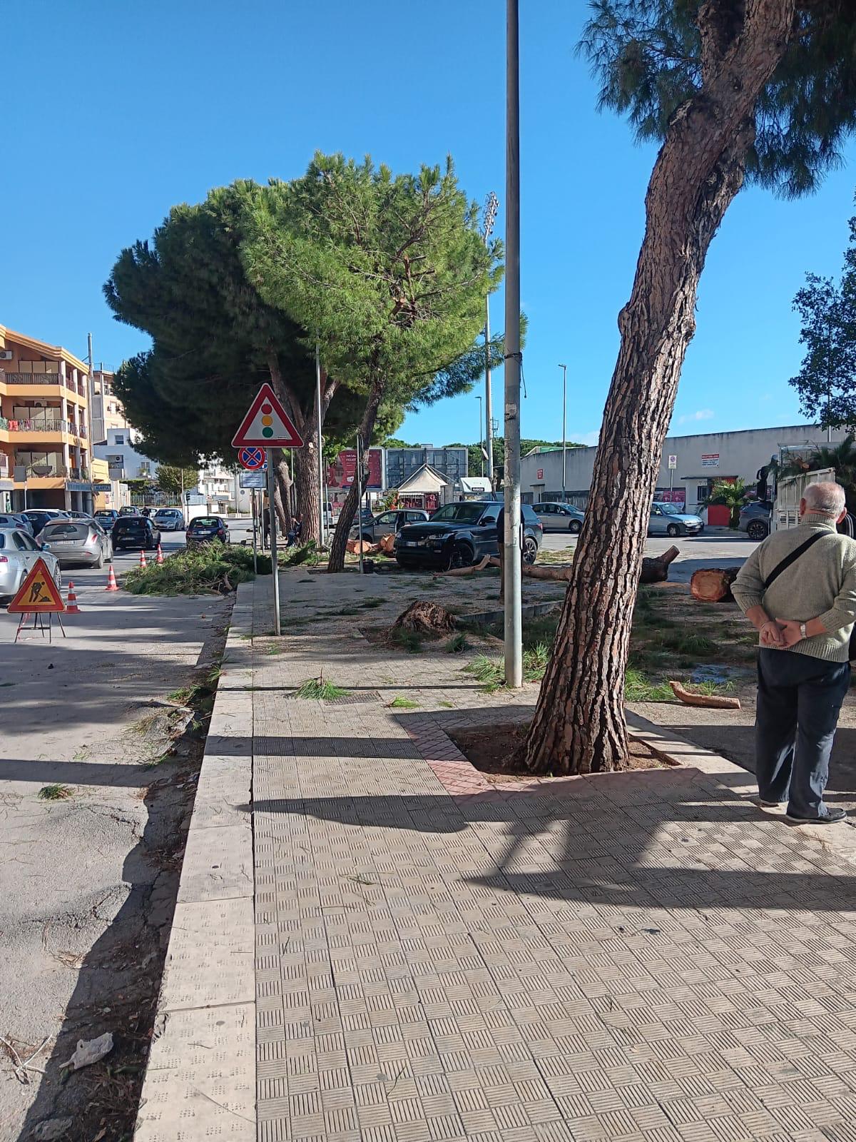 Alberi abbattuti a Vittoria. Terre Pulite denuncia: “È uno scempio. Camini e stufe vanno a nozze”