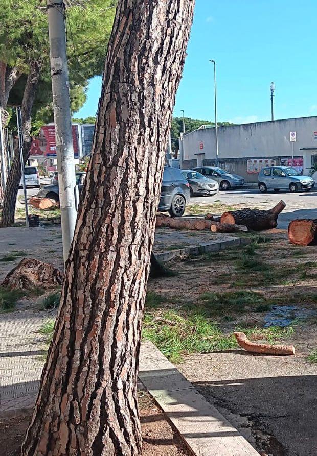 Vittoria divisa sui pini: il sindaco Aiello difende gli abbattimenti, ambientalisti insorgono