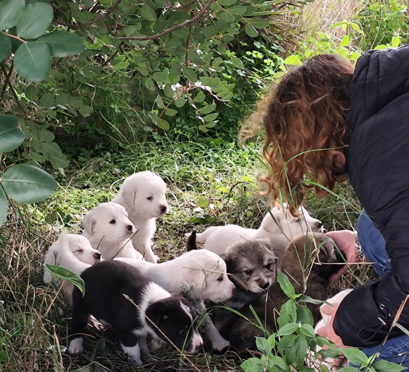 Tredici batuffoli di vita trovati e salvati a Natale