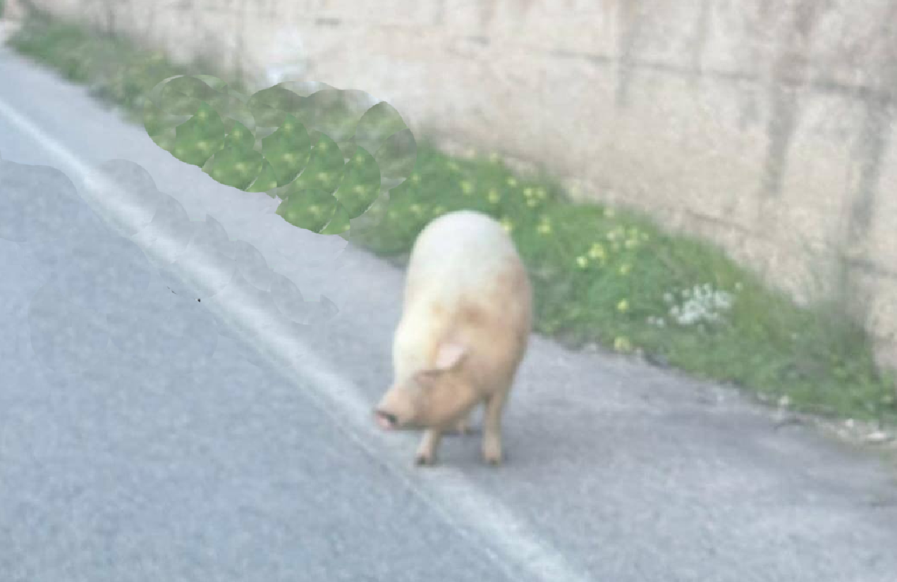 La storia del maialino vittoriese sfuggito alle tavole natalizie. Conquista la libertà in strada