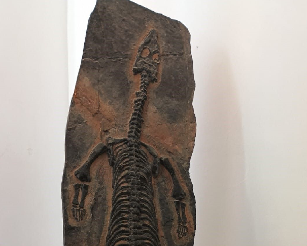 Un Notosauro di due metri al Museo di Comiso: viaggio nel Triassico