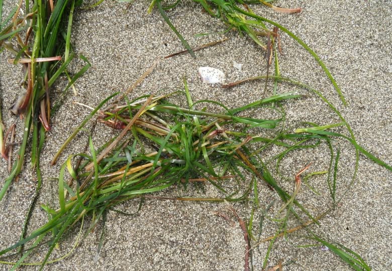 Non solo la Posidonia. Sulle spiagge iblee arriva anche la Cymodocea nodosa 