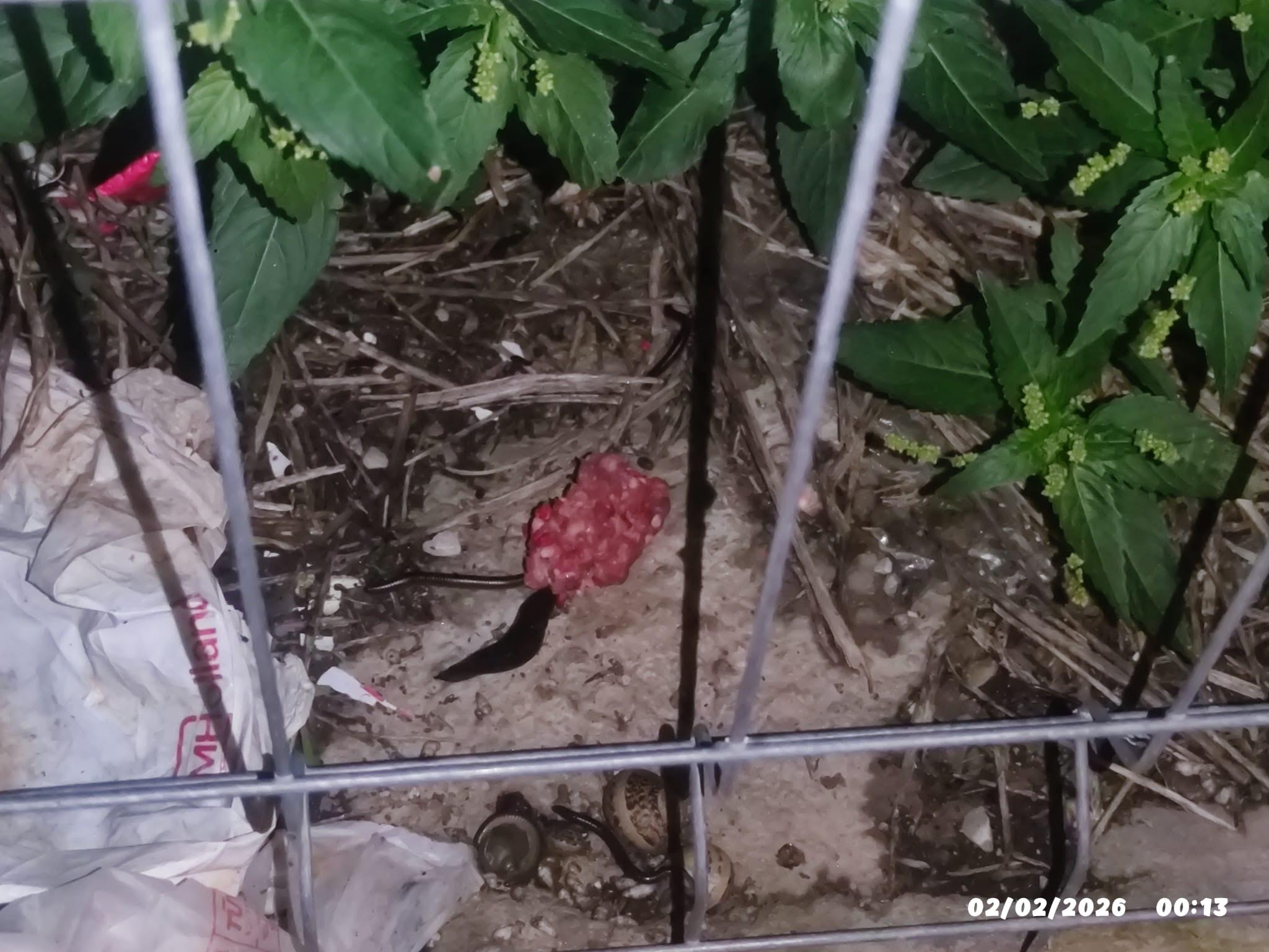 Allarme esche sospette nel quartiere Jungi di Scicli: avviso ai cittadini e richiamo alla prudenza