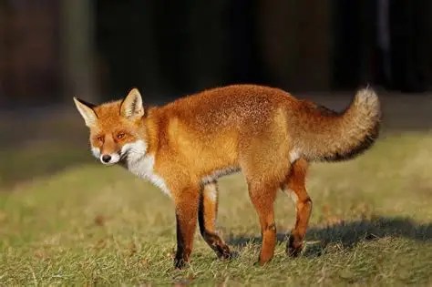 Allerta lungo le strade interne del Ragusano: improvvisa presenza di volpi rosse