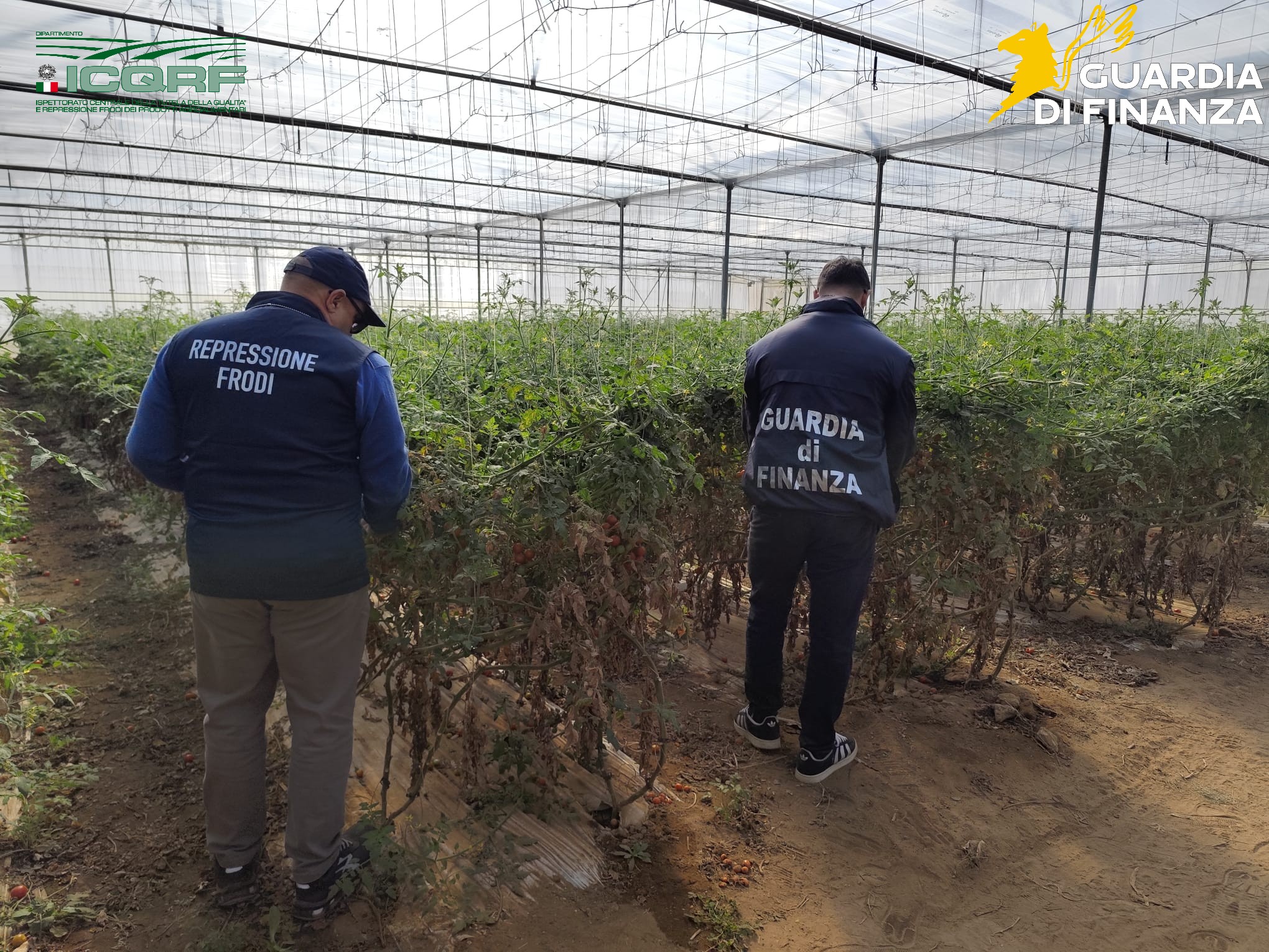 Maxi sequestro di semi di pomodoro contraffatti tra Vittoria e Gela: denunciati quattro imprenditori