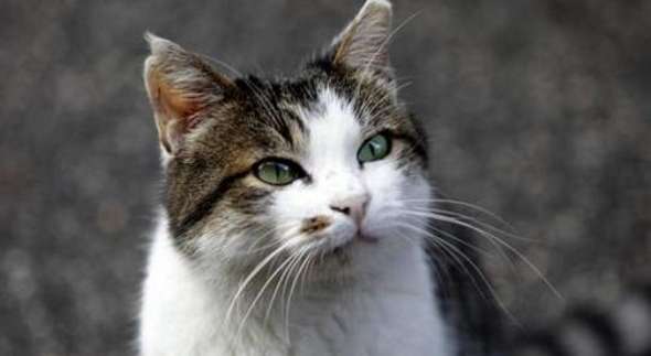 Gatto avvelenato nella zona di piazza Sei Martiri: a Vittoria l’allarme dei residenti