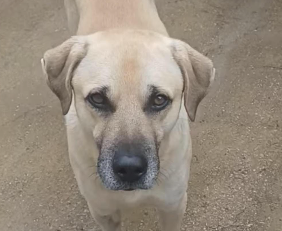 Ciccio torna libero a Marina: il cane di quartiere riabbraccia la sua comunità