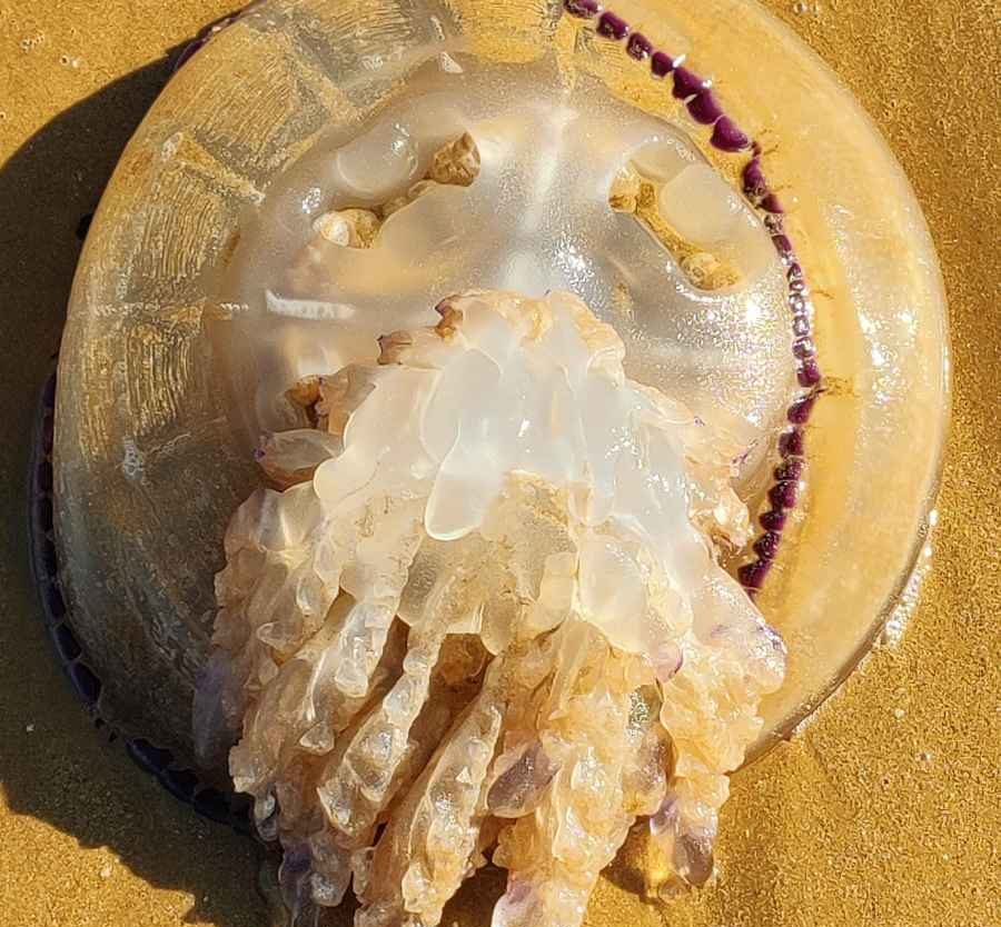 Grande come un piatto da pizza. La medusa spiaggiata a Sampieri è da guinness