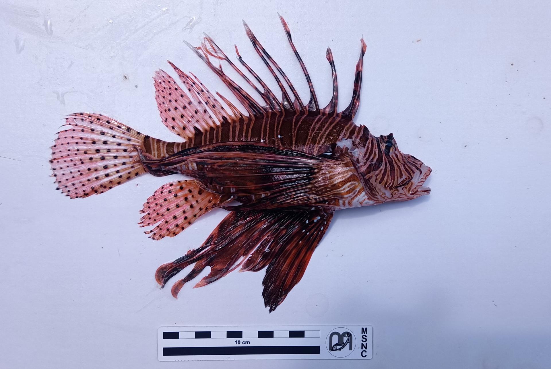 Allarme nel mare di Ragusa: avvistato il pesce scorpione a Punta Secca, specie invasiva e pericolosa