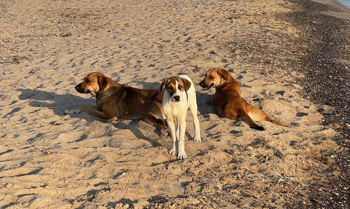 Cani in spiaggia a Scicli, si riapre il dibattito: “Basta divieti, servono regole e spazi dedicati”