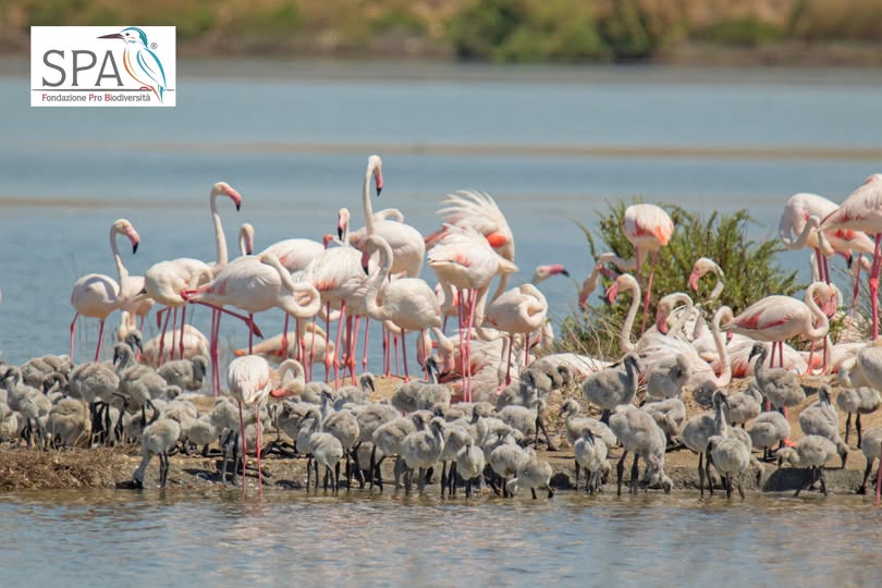 Boom di fenicotteri rosa in Sicilia: oltre 1.000 nidi nella Riserva di Pantano Longarini