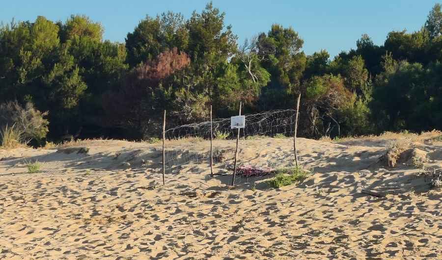 A Sampieri trasferito in sicurezza un nido di Caretta Caretta con 66 uova