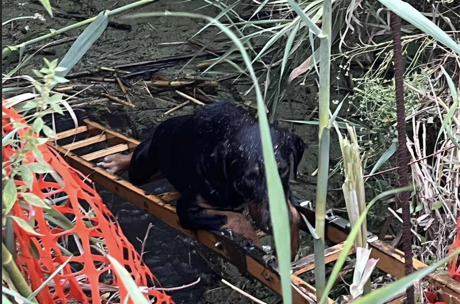 Cagnolino precipita in una cisterna: salvato dalla Polizia locale e dai vigili del fuoco. A Scicli