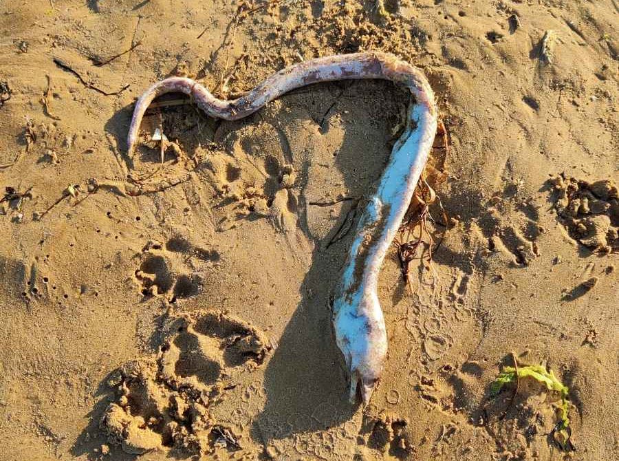 Sampieri sotto osservazione: due specie marine insolite emergono sulla battigia