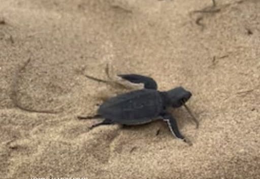 Il ciclone Harry ha cambiato le coste e fatto diminuire il numero dei nidi delle tartarughe marine