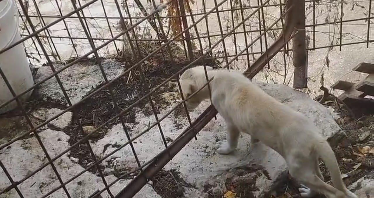 Canile lager scoperto a Modica: sequestrati 13 cani tra degrado e maltrattamenti