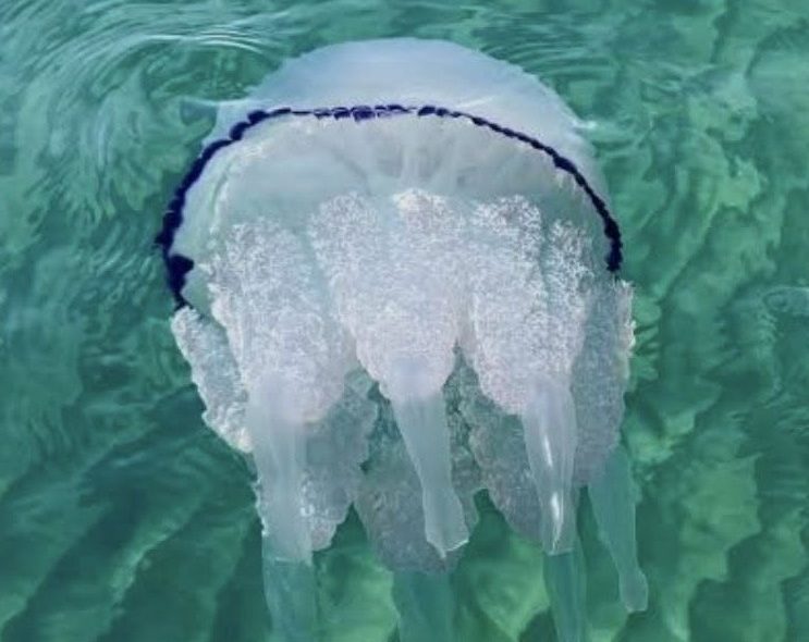 Meduse nel mare di Scicli. Nessun allarme: sono il simbolo di un ecosistema sano