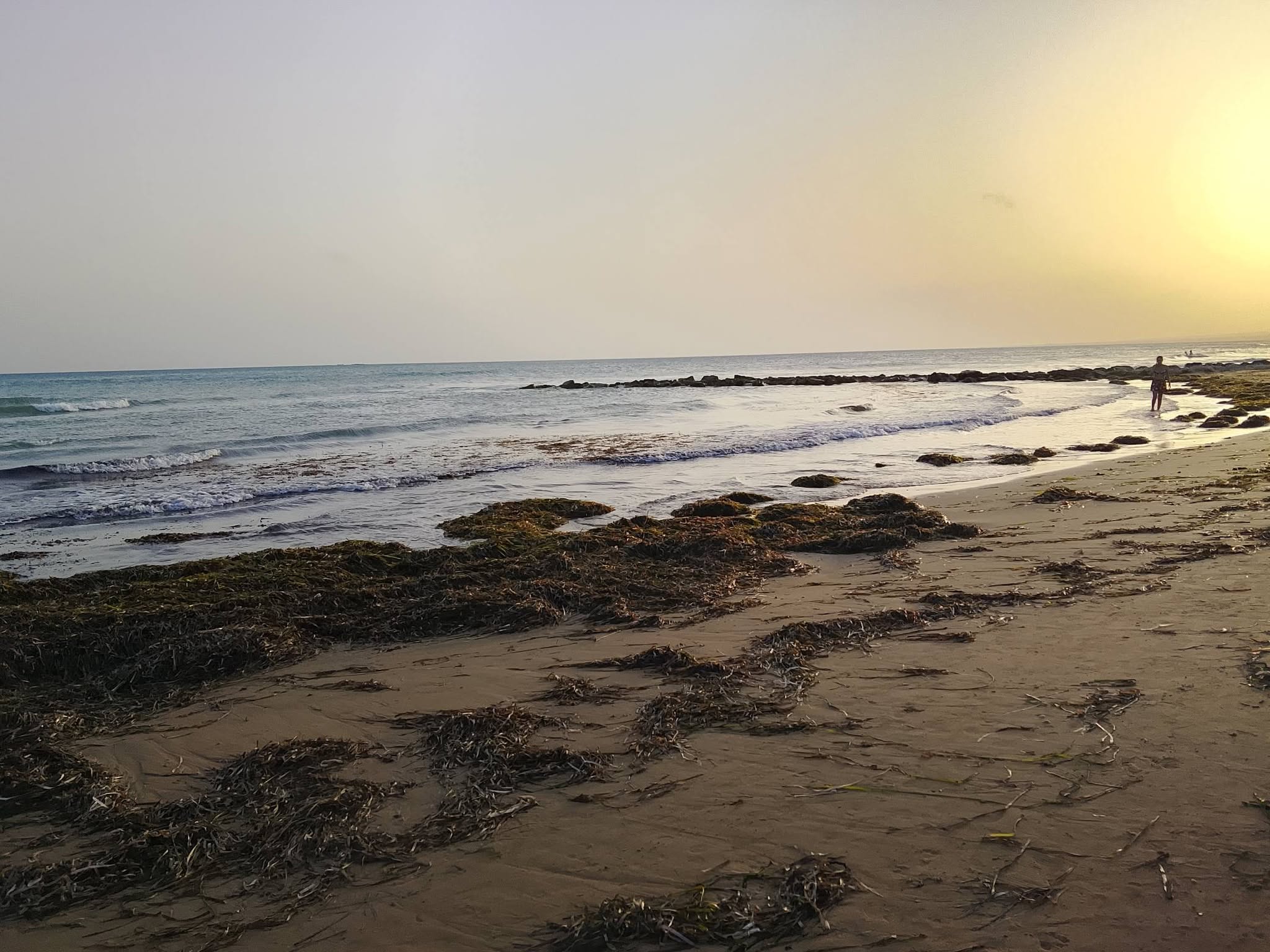 La posidonia e la sua funzione benefica sui litorali e sulle spiagge. L’indagine dell’Ispra