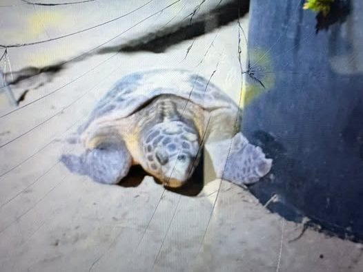 Un GPS per salvare le Caretta-caretta: il WWF lancia la sfida per proteggere le tartarughe del Mediterraneo