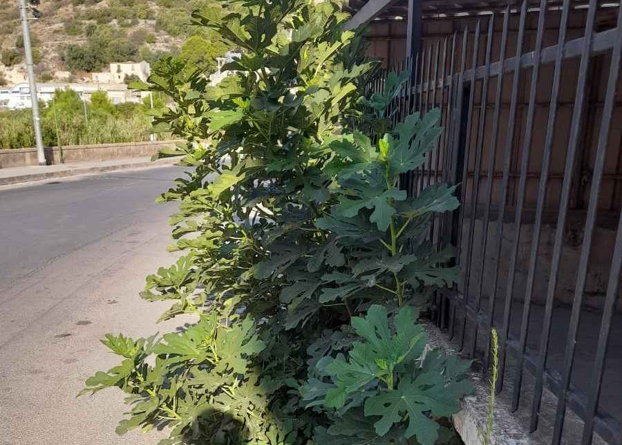 Voglia di fichi? Provate a cercarle sull’albero di via Ospedale a Scicli