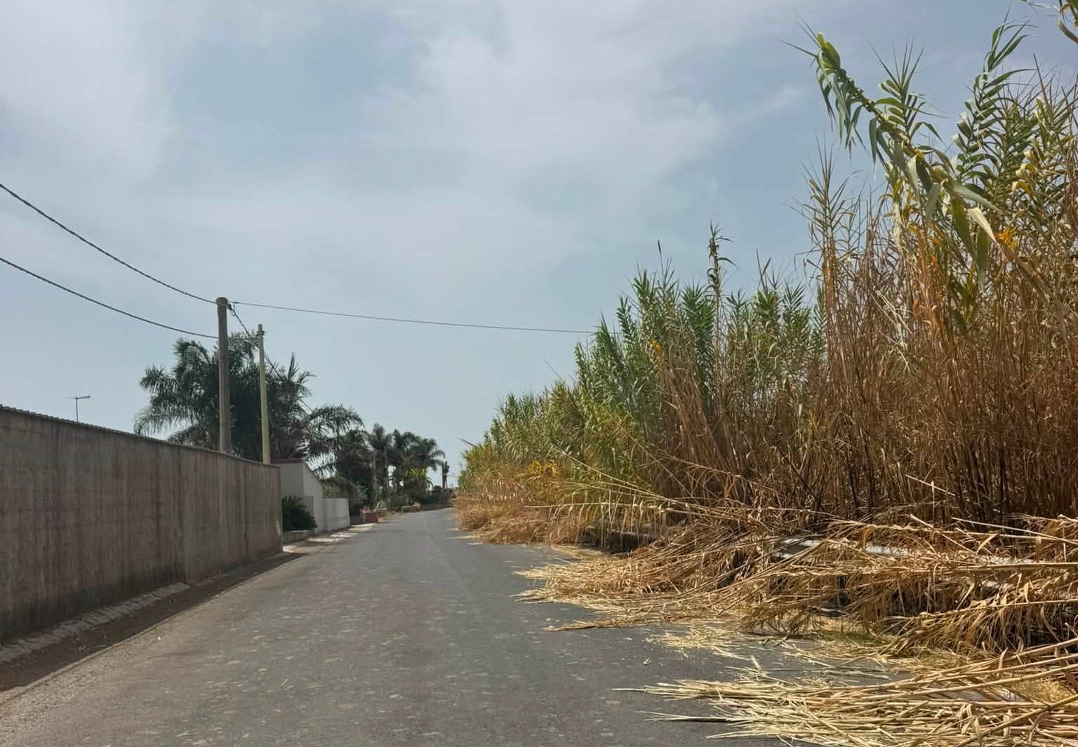 Strada invasa dalle canne a Marina Marza: curve e scarsa visibilità fanno paura