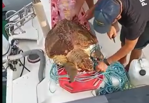 La tartaruga salvata a Marina di Ragusa sta bene: dopo l’intervento chirurgico potrà tornare in mare