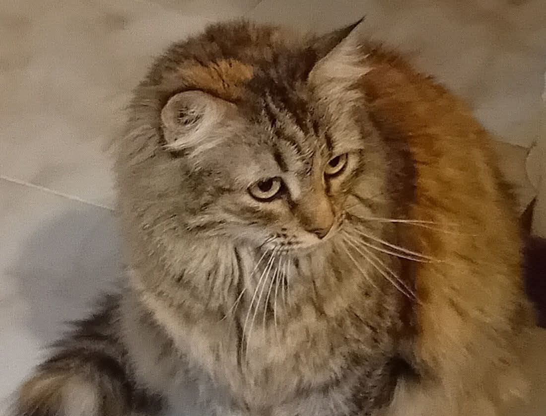 Margot è scomparsa a Scoglitti: l’appello per ritrovare la gattina