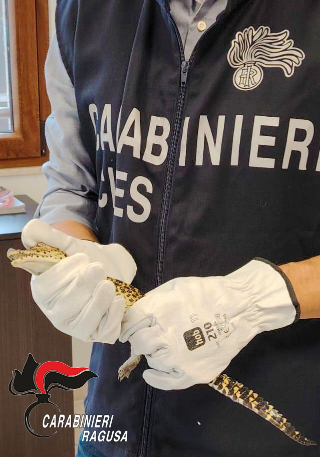 Coccodrilli in casa oltre a marijuana e cactus allucinogeni: arrestato 53enne a Santa Croce. C’è anche una pistola