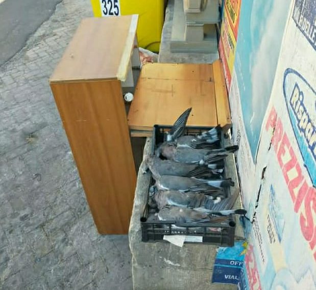 Macabro abbandono di colombi a Modica Alta: una cassetta di carcasse accanto ai cassonetti