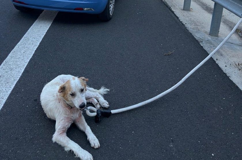 Cane terrorizzato sull’autostrada Modica-Siracusa: salvato dalla Polizia di Stato