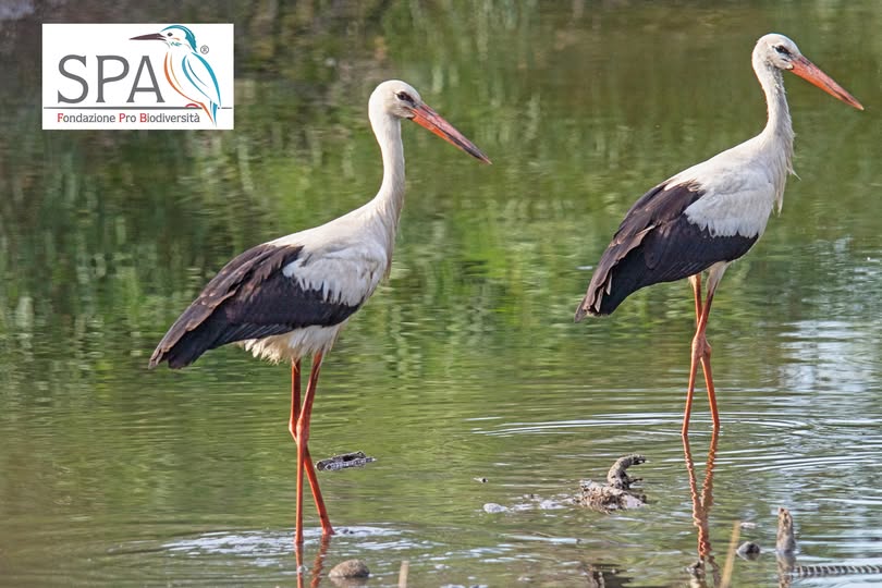 A Longarini c’è un “aeroporto” della natura: oltre cento cicogne fanno tappa prima del grande viaggio