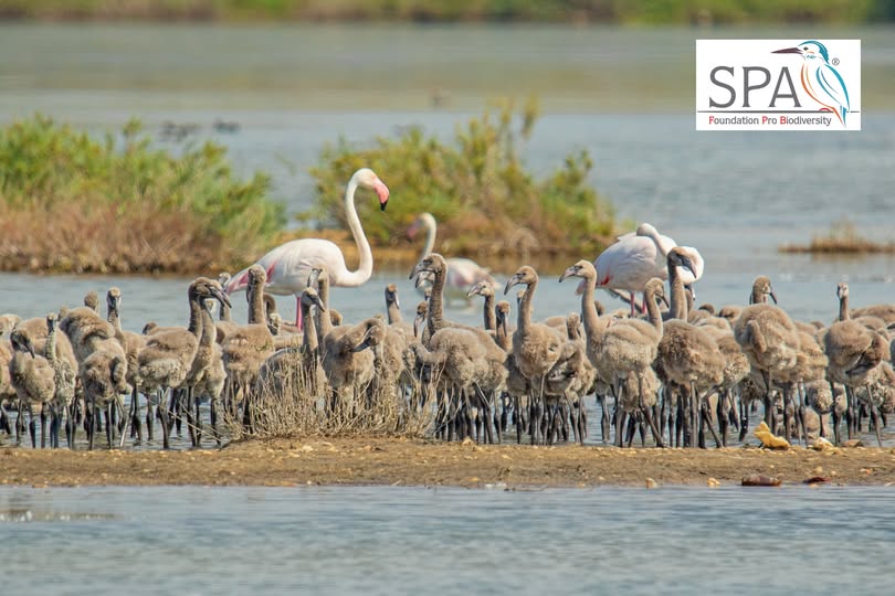 Il Pantano Longarini si tinge di rosa: 574 fenicotteri pronti a volare