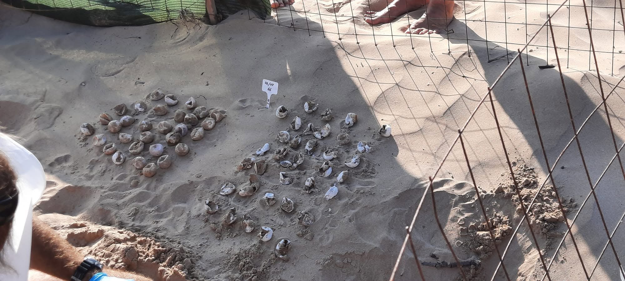 Festa sulla spiaggia di Santa Maria del Focallo: nate 112 tartarughe caretta-caretta