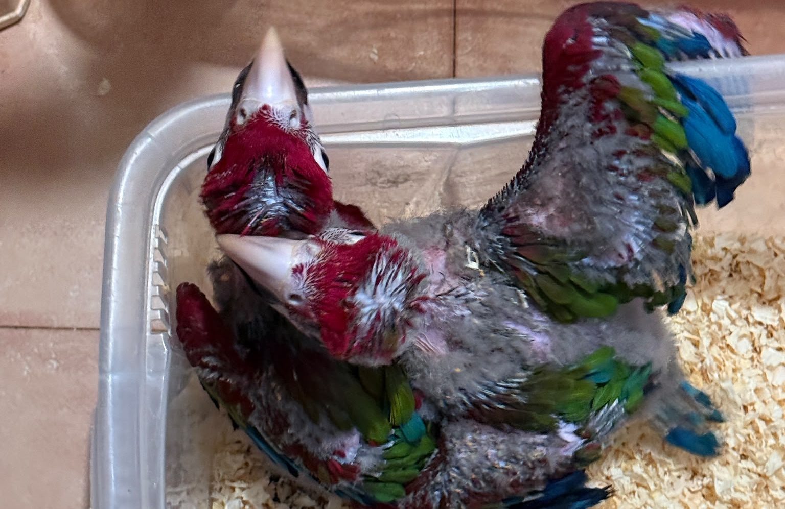Pozzallo, 377 animali esotici stipati in un’auto: maxi sequestro al porto