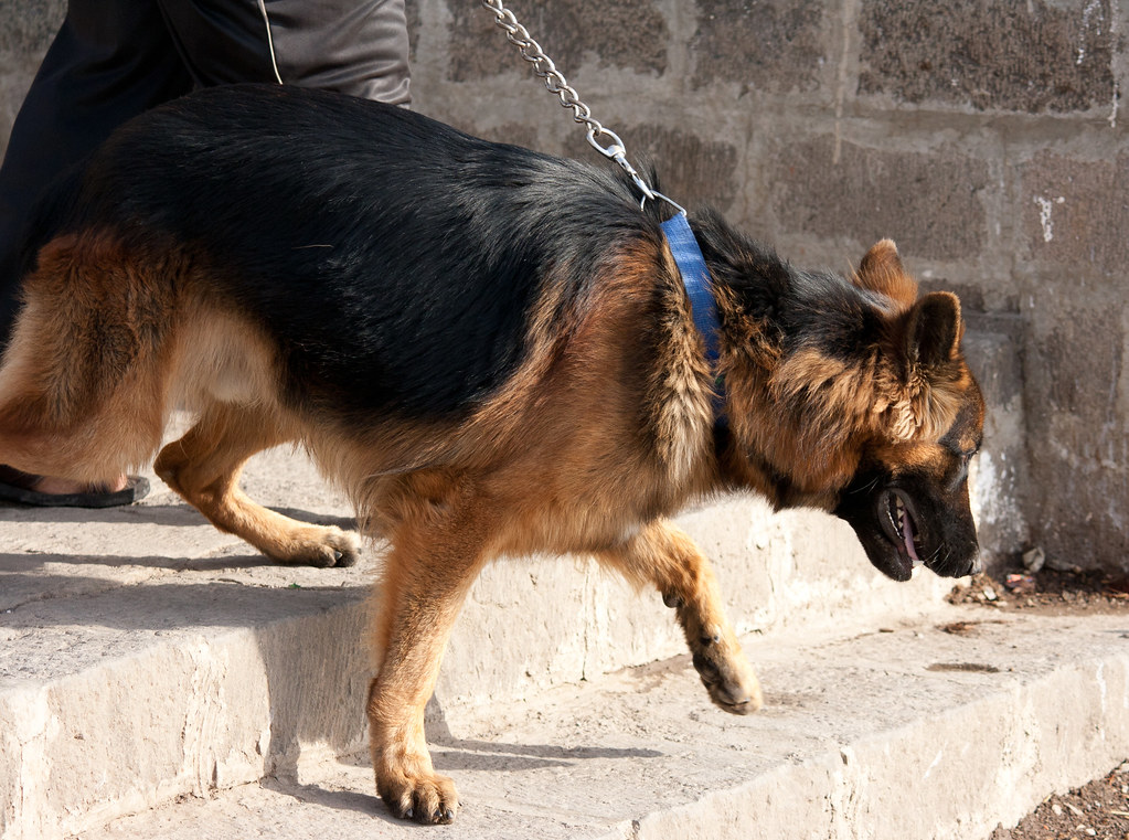 Chiaramonte Gulfi, domenica si passeggia con i cani del canile: l’invito è adottarli