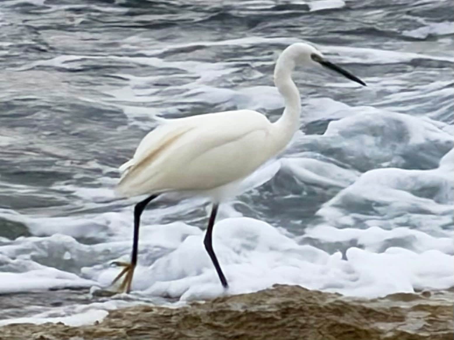 Marina di Modica, in autunno la natura si riprende i suoi spazi: una garzetta tra le onde
