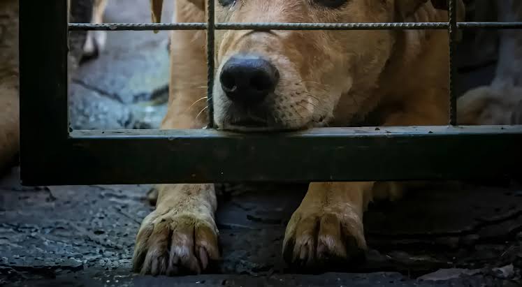 Reati contro gli animali, a Ragusa 54 indagati nel 2025: il Rapporto Zoomafia