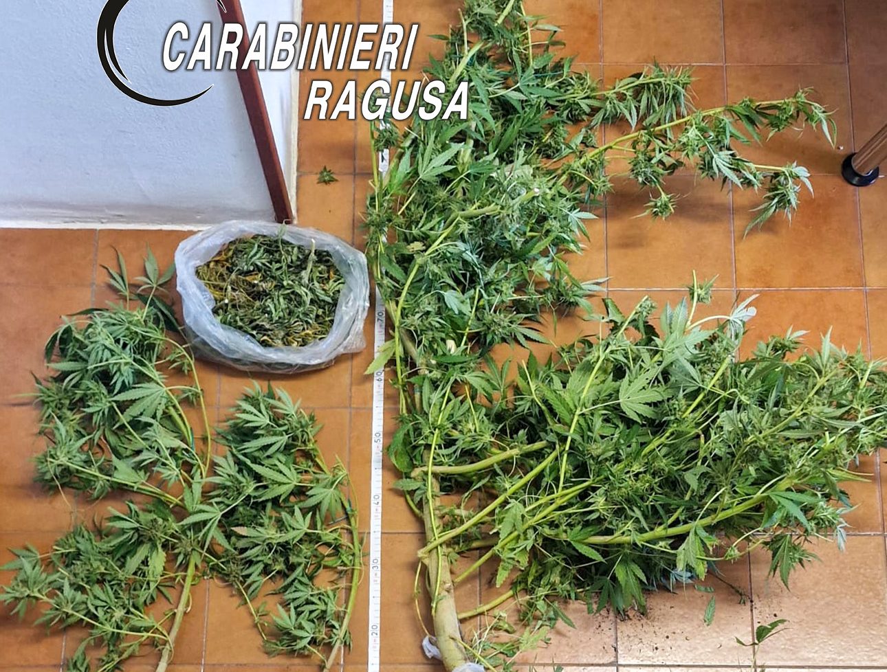 Serra di marijuana in casa: blitz dei Carabinieri, 54enne arrestato