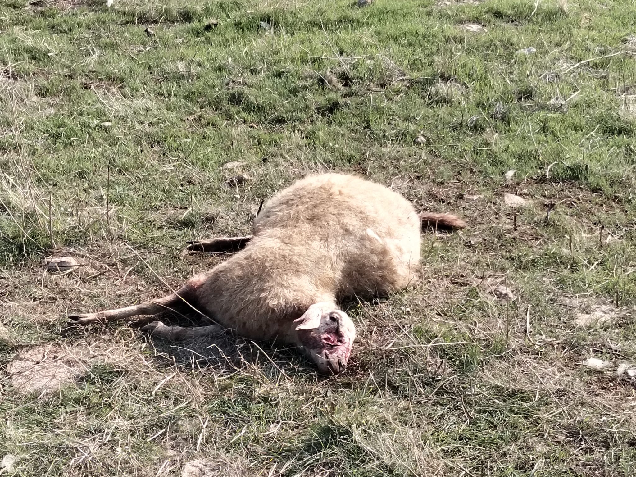 Branco di cani terrorizza Contrada Quartarella: “Abbiamo paura anche a rientrare a casa”