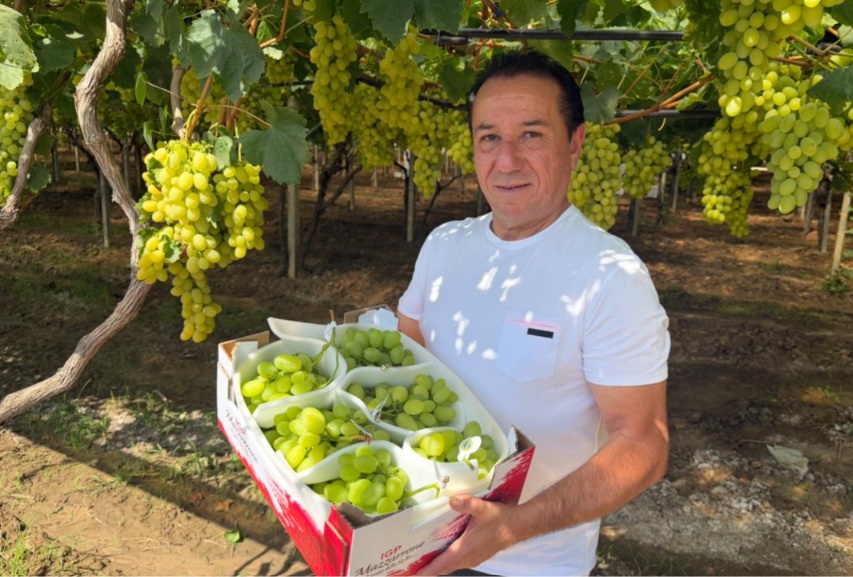 Uva di Mazzarrone, qualità sulle piante ma guadagni in caduta: la provincia di Ragusa soffre