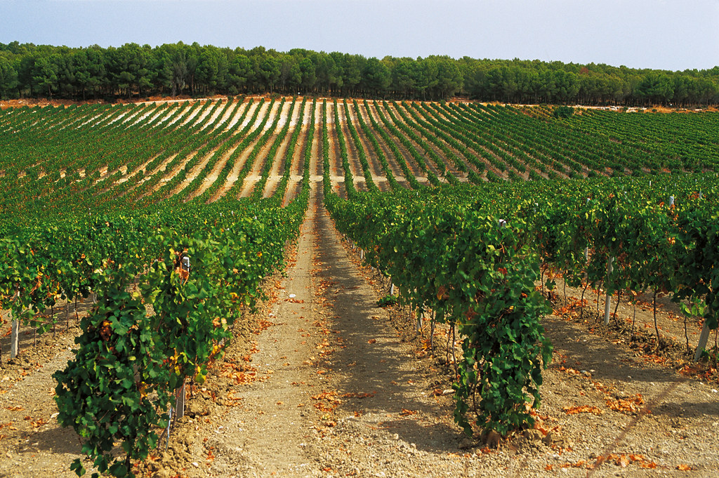 A Chiaramonte Gulfi nasce un nuovo progetto di famiglia tra vino, olio e ospitalità